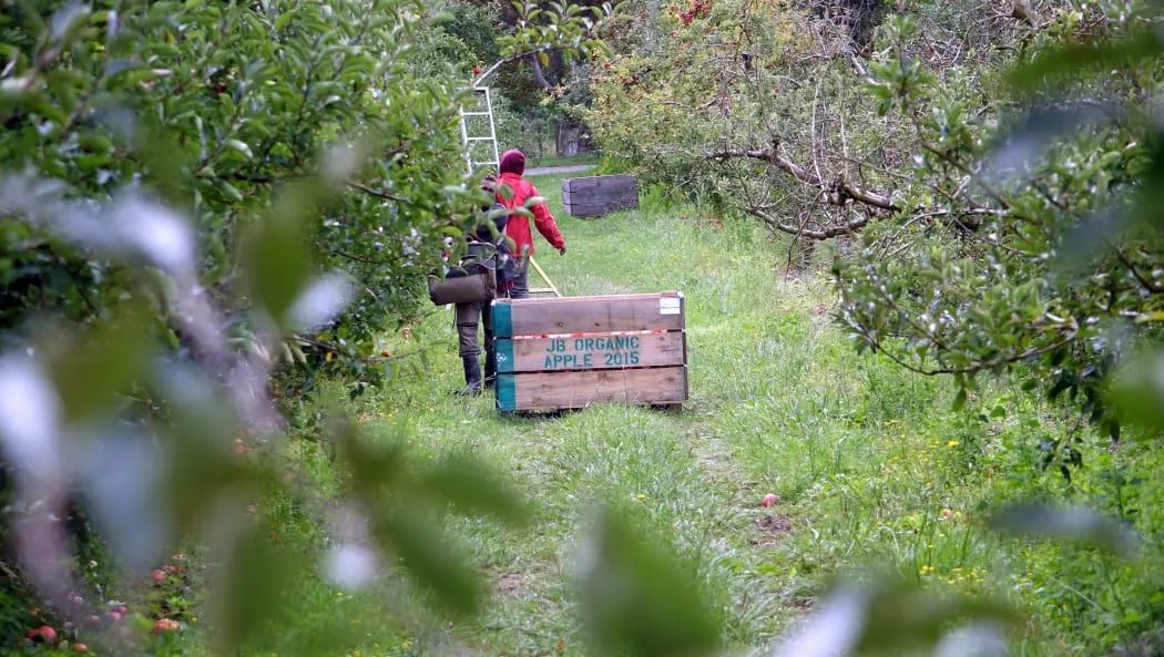 seasonal-workers-labour-scheme